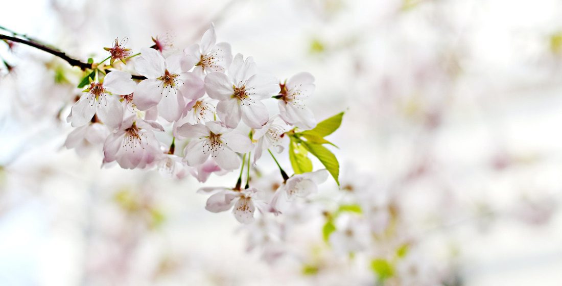 Conseil en Fleurs de Bach titulaire de la Bach Foundation Registered Practitioners (niveaux 1, 2 et 3) de la Maison Bach